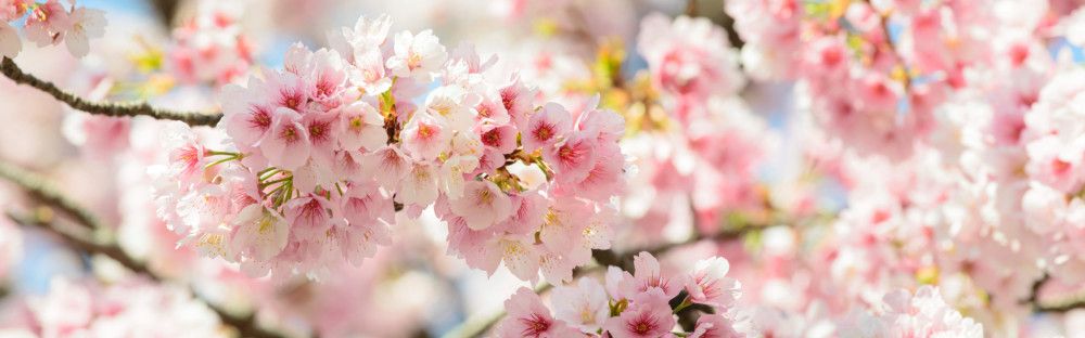 Odoo изображение и текстов блок