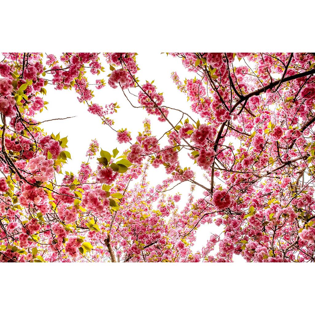 10 дни в Япония в сезона на цъфналите вишни с Diamond Princess